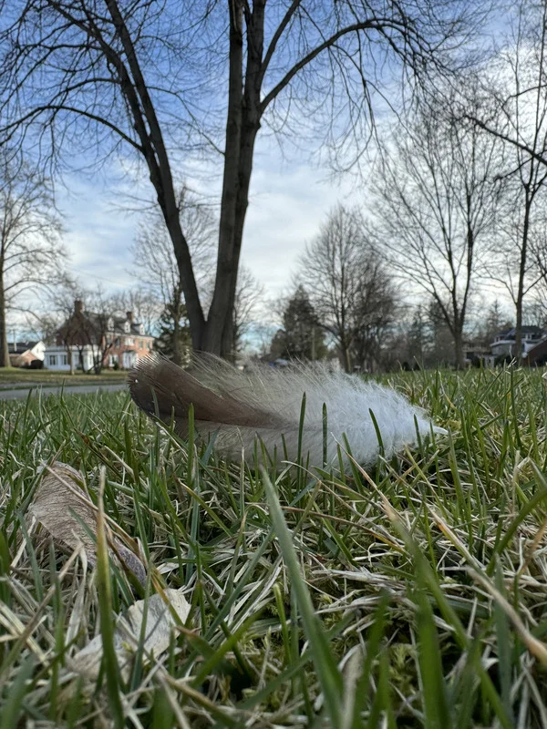 Feather on ground to represent new perspective on life