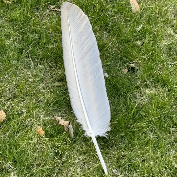 feather laying on ground